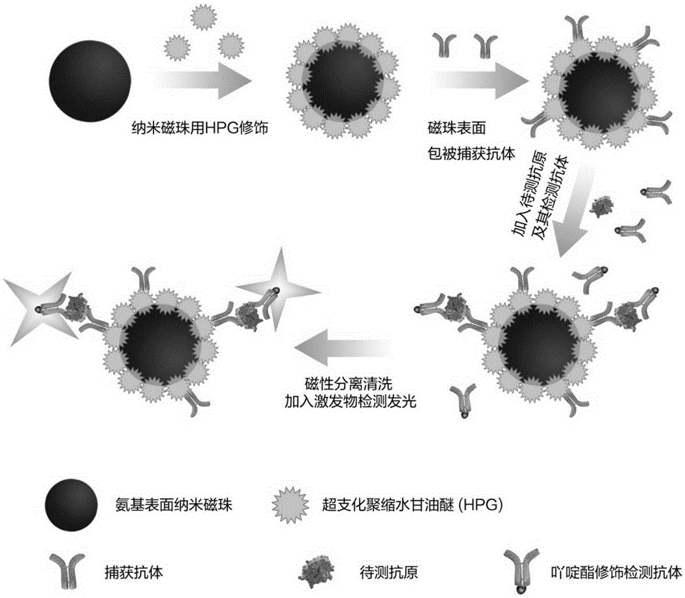 Application of hyperbranched polyglycidyl ether modified nano-magnetic microspheres in chemiluminescence immunoassay