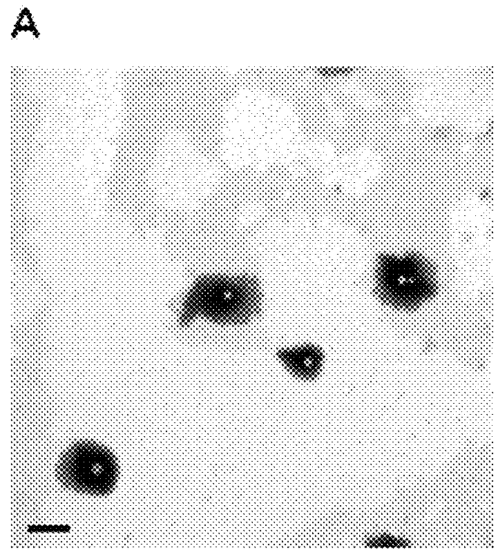 Nanoparticles for encapsulation of compounds, the production and uses thereof