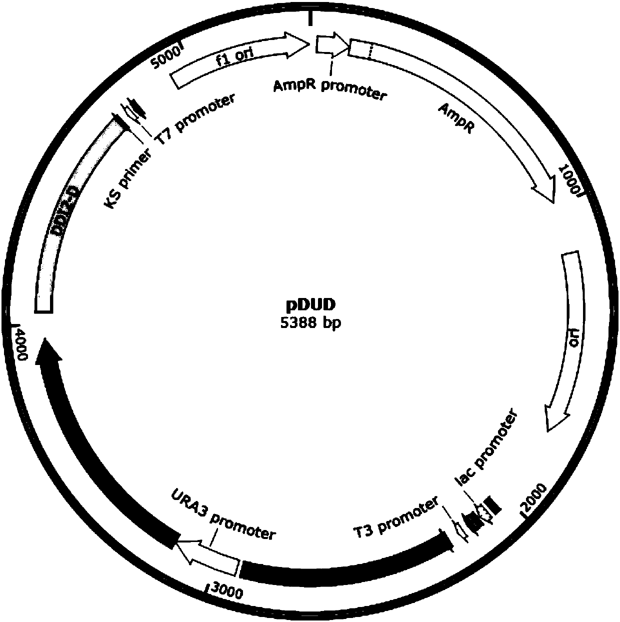 Method for replacing essential gene promoter in yeast genome