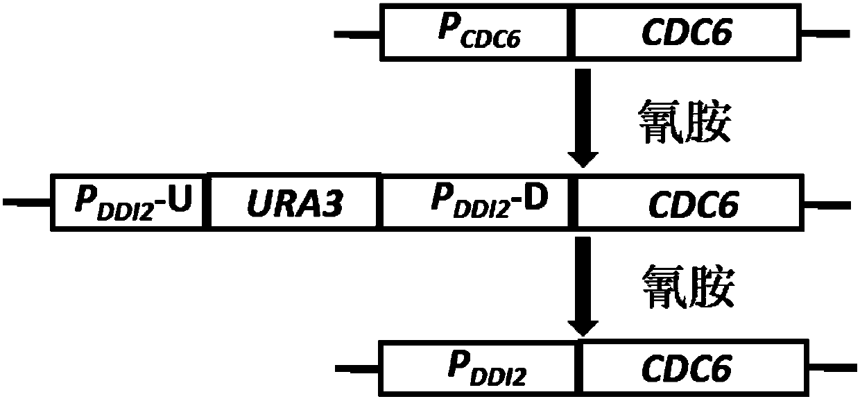 Method for replacing essential gene promoter in yeast genome