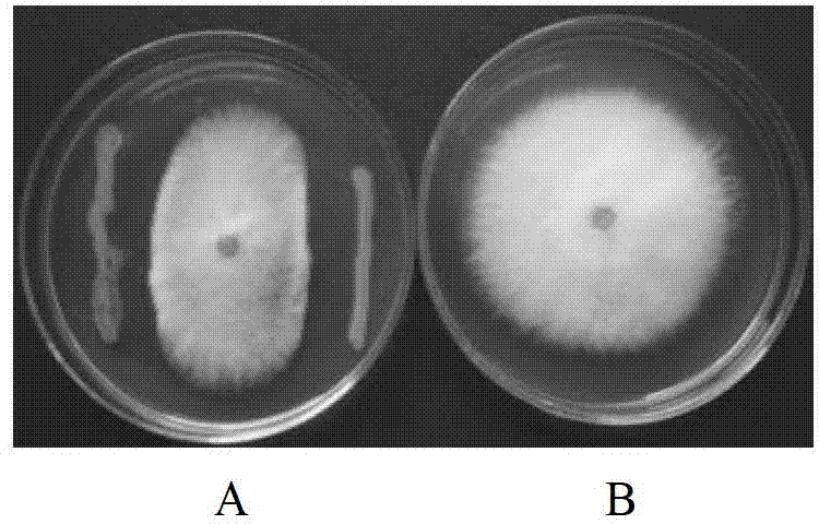 Siderophilic endophyte with antagonism on banana fusarium wilt germs and application of siderophilic endophyte