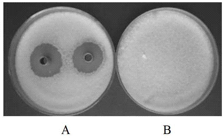 Siderophilic endophyte with antagonism on banana fusarium wilt germs and application of siderophilic endophyte