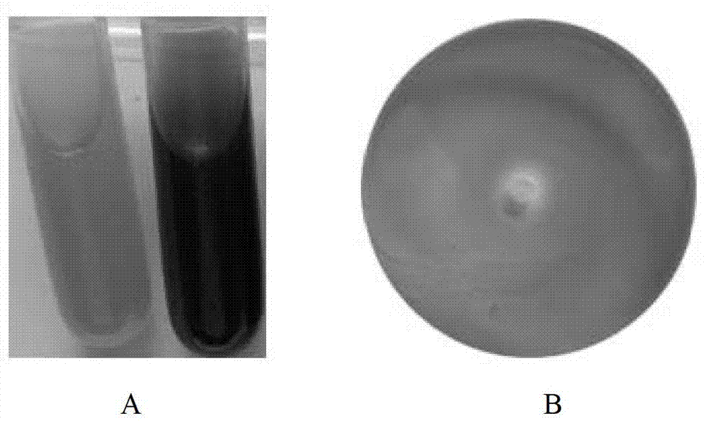 Siderophilic endophyte with antagonism on banana fusarium wilt germs and application of siderophilic endophyte