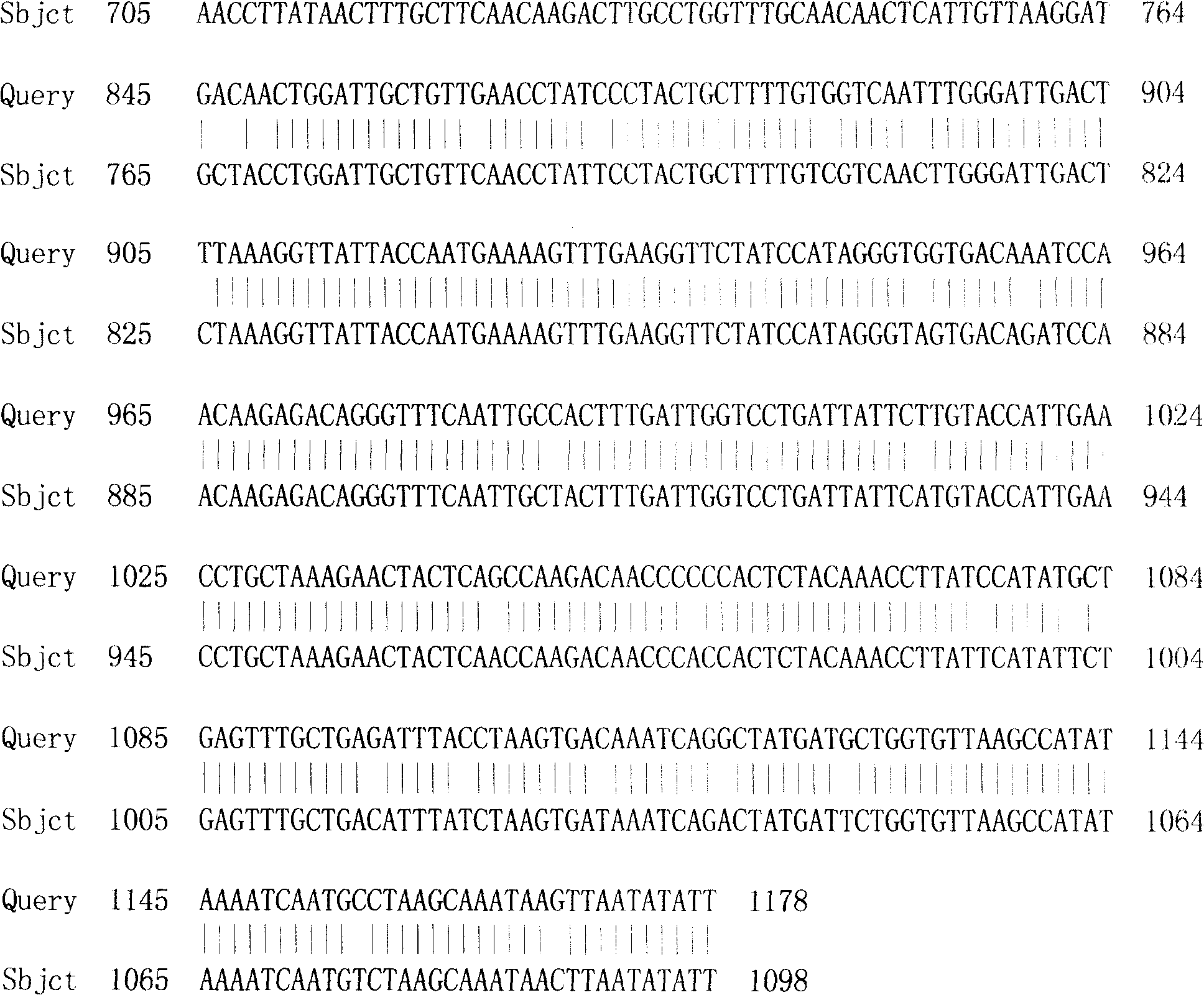 Scopolia acutangula hyoscyamine 6 Beta-hydroxylase gene, protein encoded thereby and application thereof