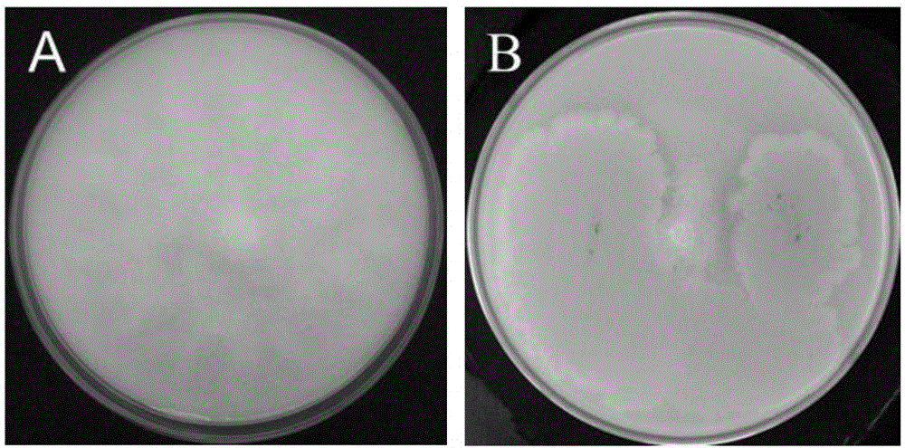 Bacillus subtilis YBM-4 and application thereof in preventing and controlling tobacco black shank and promoting growth