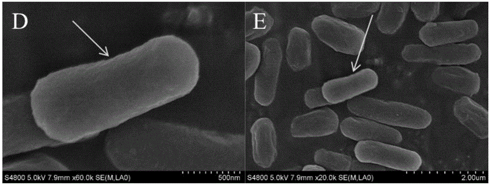 Bacillus subtilis YBM-4 and application thereof in preventing and controlling tobacco black shank and promoting growth