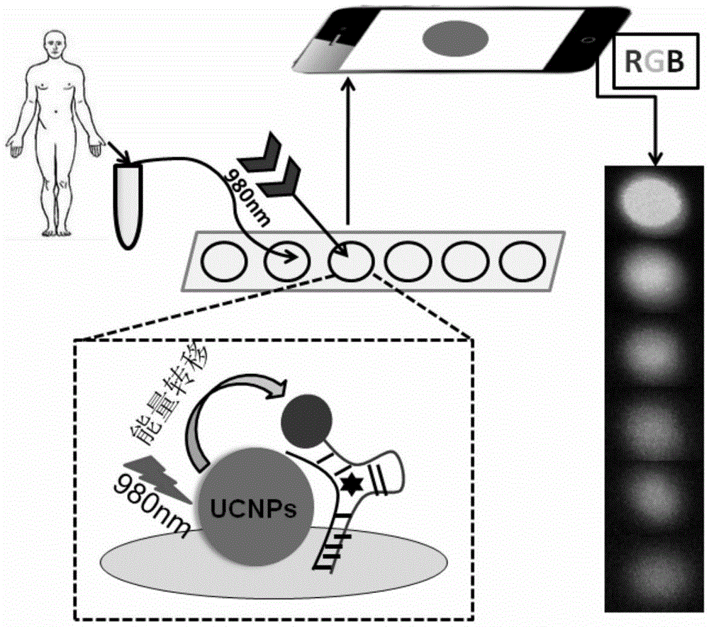 Rapid quantitative detection method of cocaine suitable for field detection