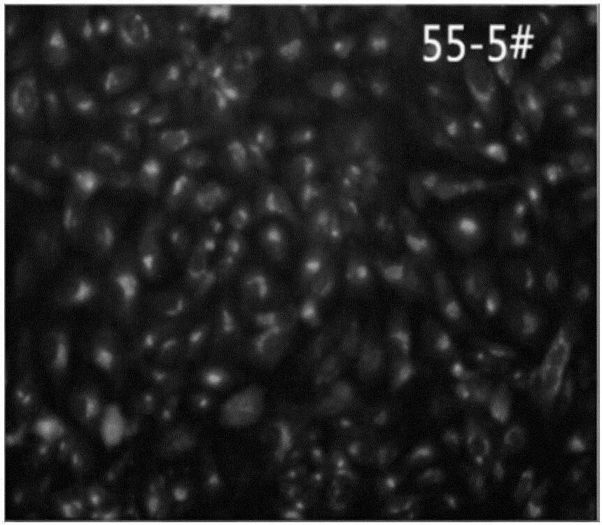 Vero cell line for stably expressing bovine trypsinogen (S.pro-try) and purpose thereof