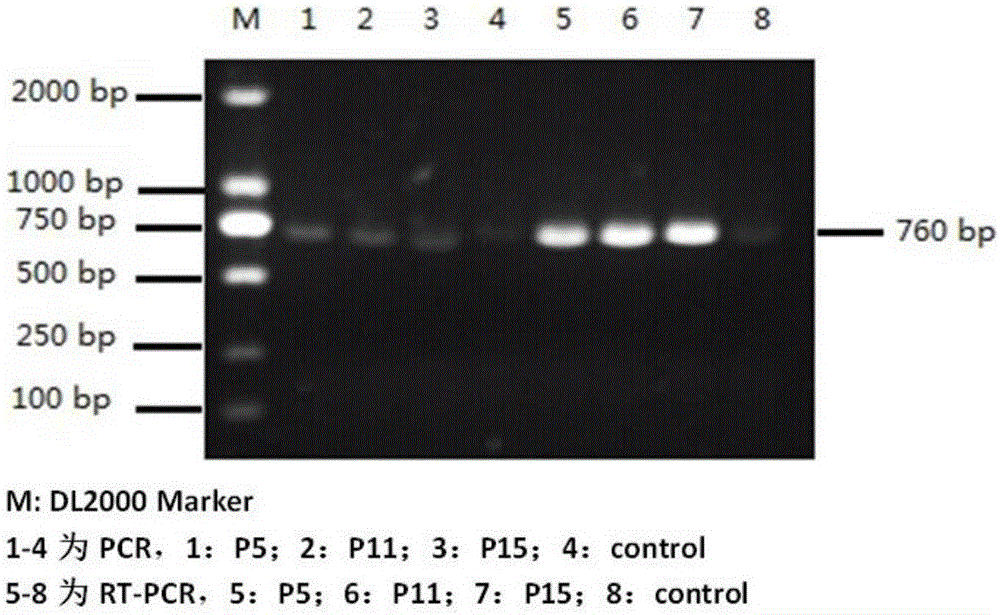 Vero cell line for stably expressing bovine trypsinogen (S.pro-try) and purpose thereof