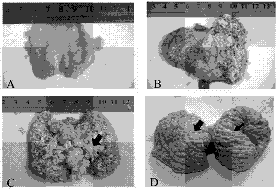 Applications of leucine in promotion of milk secretion and growth aspects of breeding pigeons