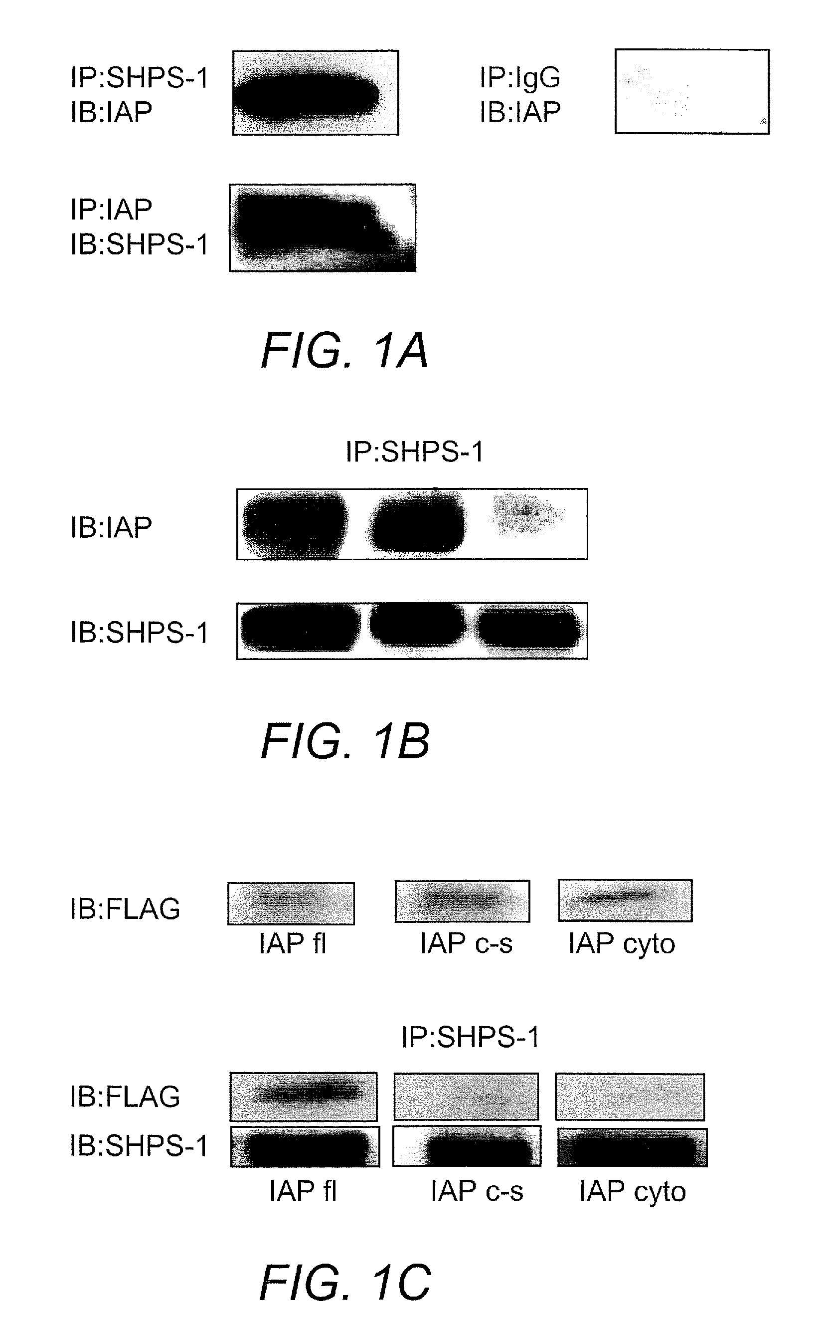 Method for inhibiting cellular activation by insulin-like growth factor-1