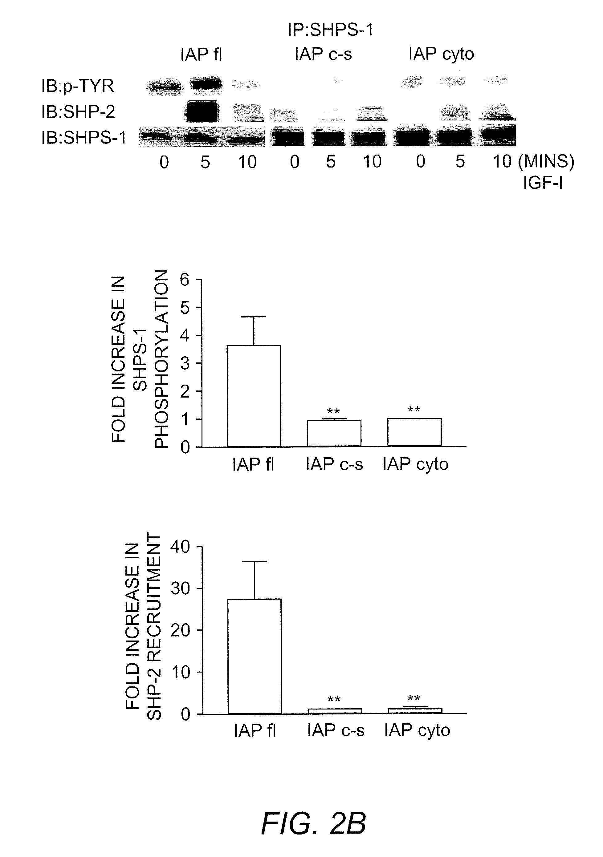 Method for inhibiting cellular activation by insulin-like growth factor-1