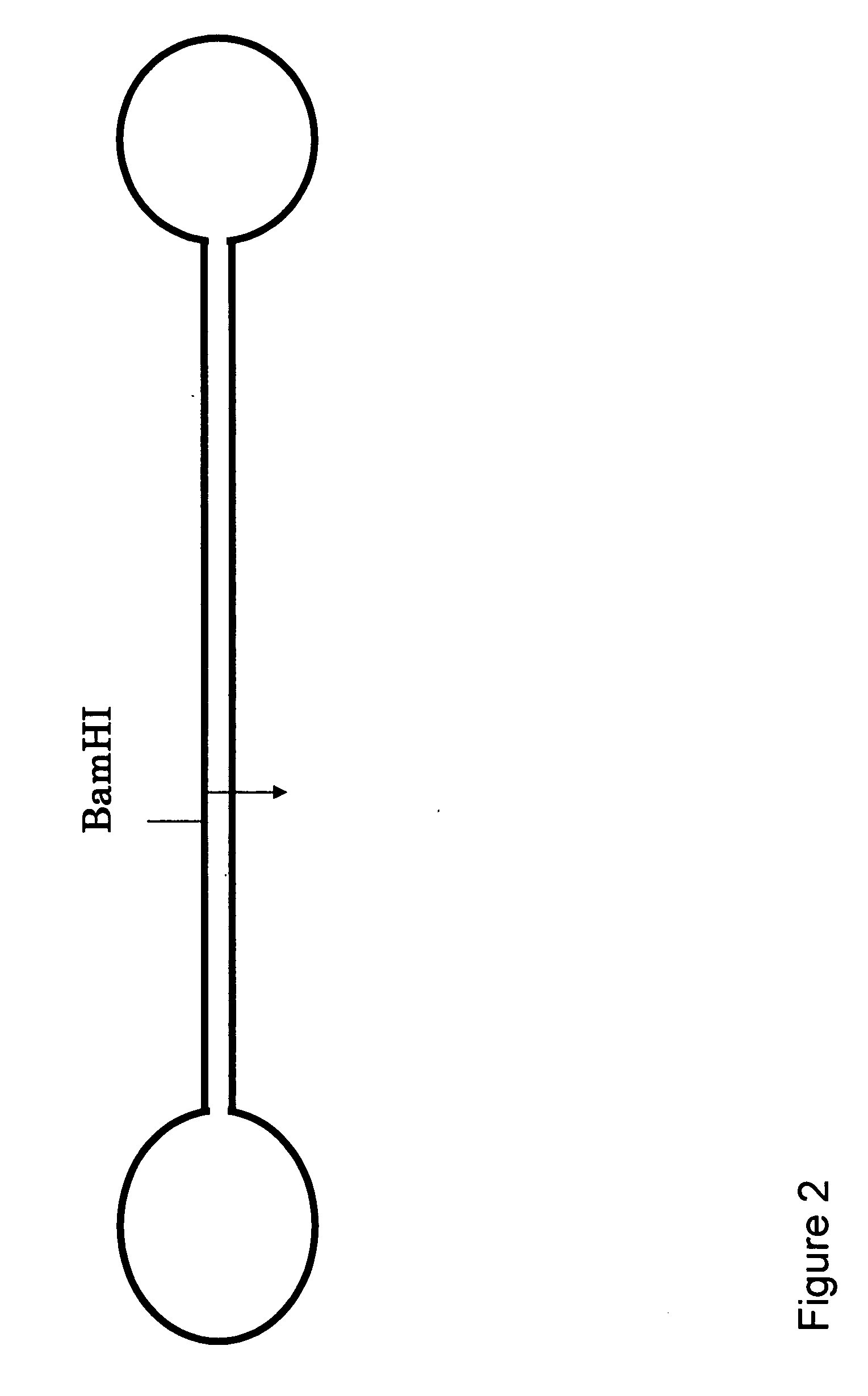 Method for amplifying nucleic acids