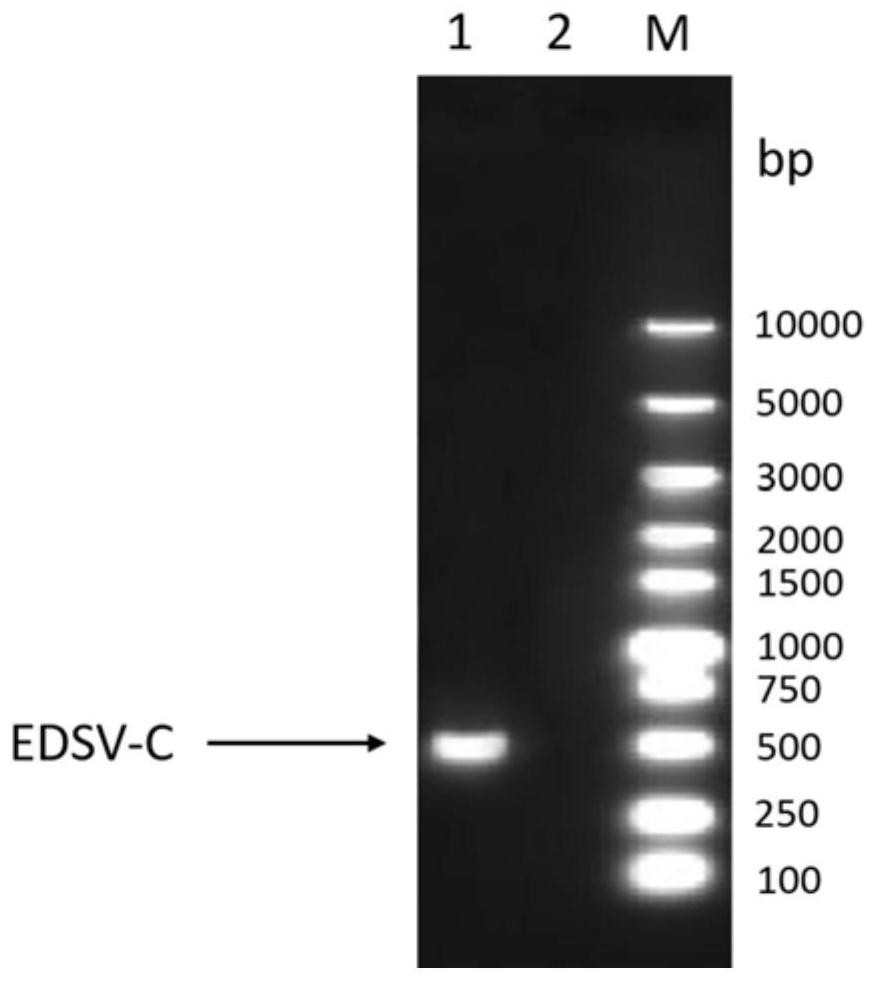 Novel genetic engineering vaccine for poultry egg drop syndrome virus, its preparation method and application