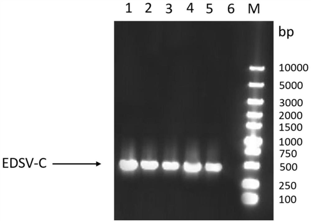 Novel genetic engineering vaccine for poultry egg drop syndrome virus, its preparation method and application