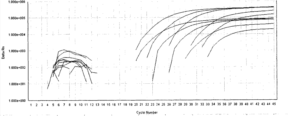 Primer sequences and quantitative determination kit used for simultaneously detecting human CMV and BK virus DNA