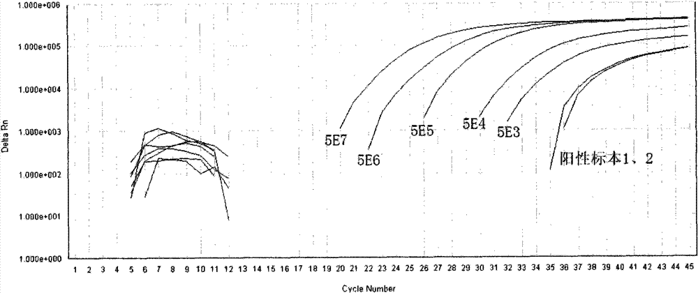 Primer sequences and quantitative determination kit used for simultaneously detecting human CMV and BK virus DNA