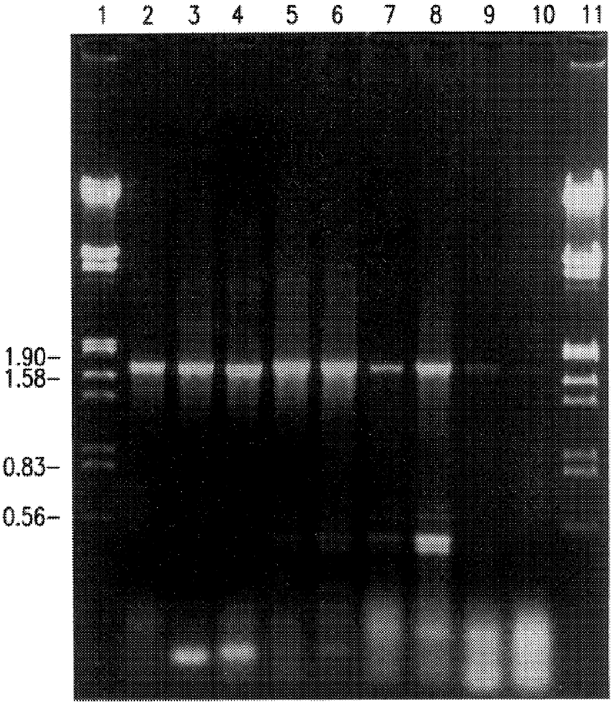 Differentiation of avian infectious bronchitis virus serotypes