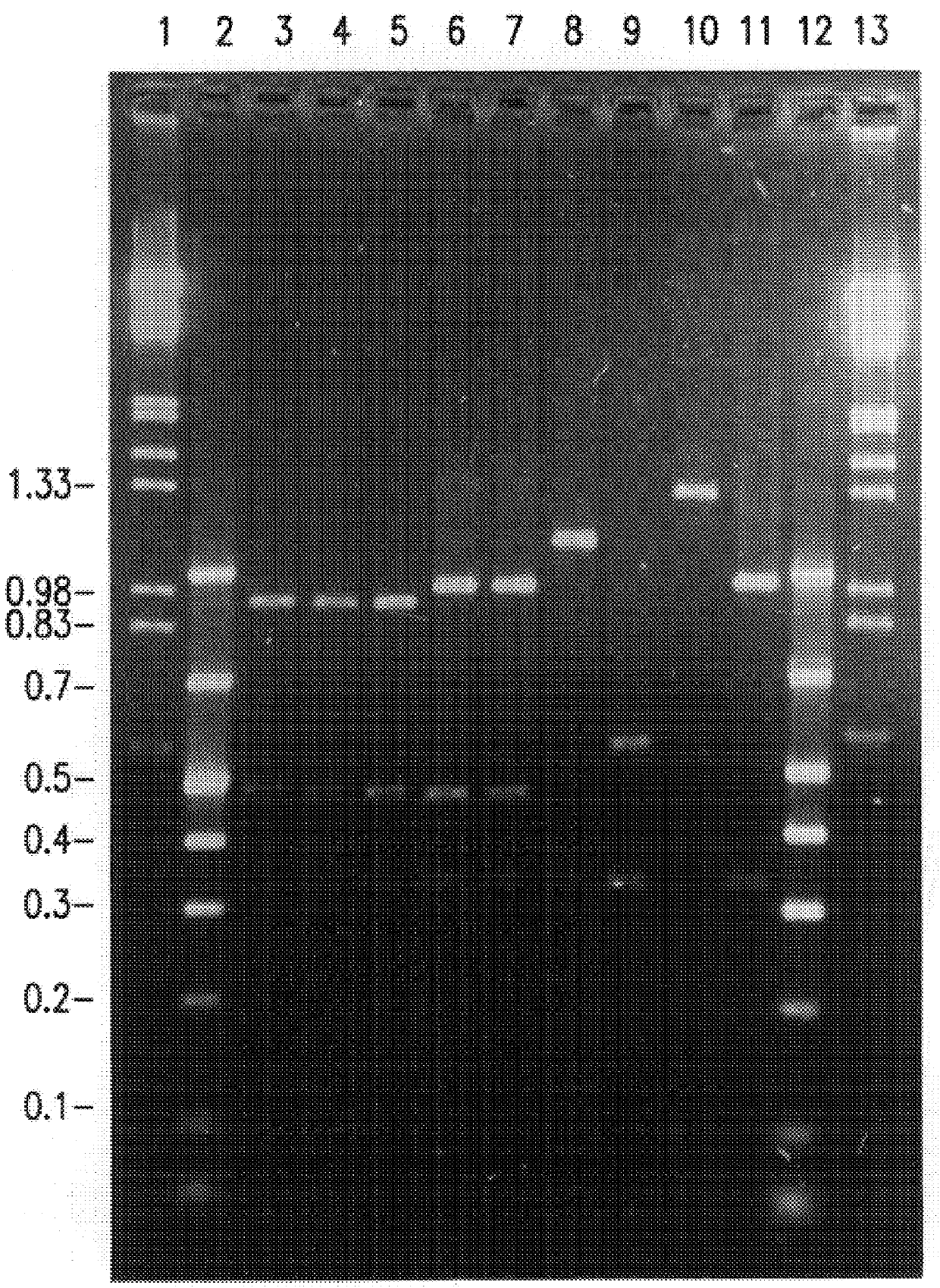 Differentiation of avian infectious bronchitis virus serotypes