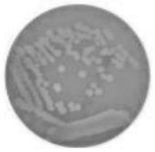 An immunoprotective Photobacterium mermaid hemolysin hly  <sub>ch</sub> protein