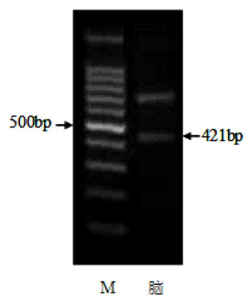 Nile tilapia cholecystokinin and coding nucleic acid thereof and application of functional octopeptide