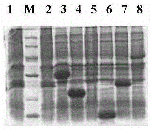 Proteins and kits for tuberculosis diagnosis