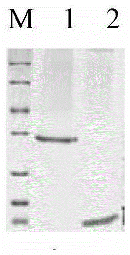 Proteins and kits for tuberculosis diagnosis