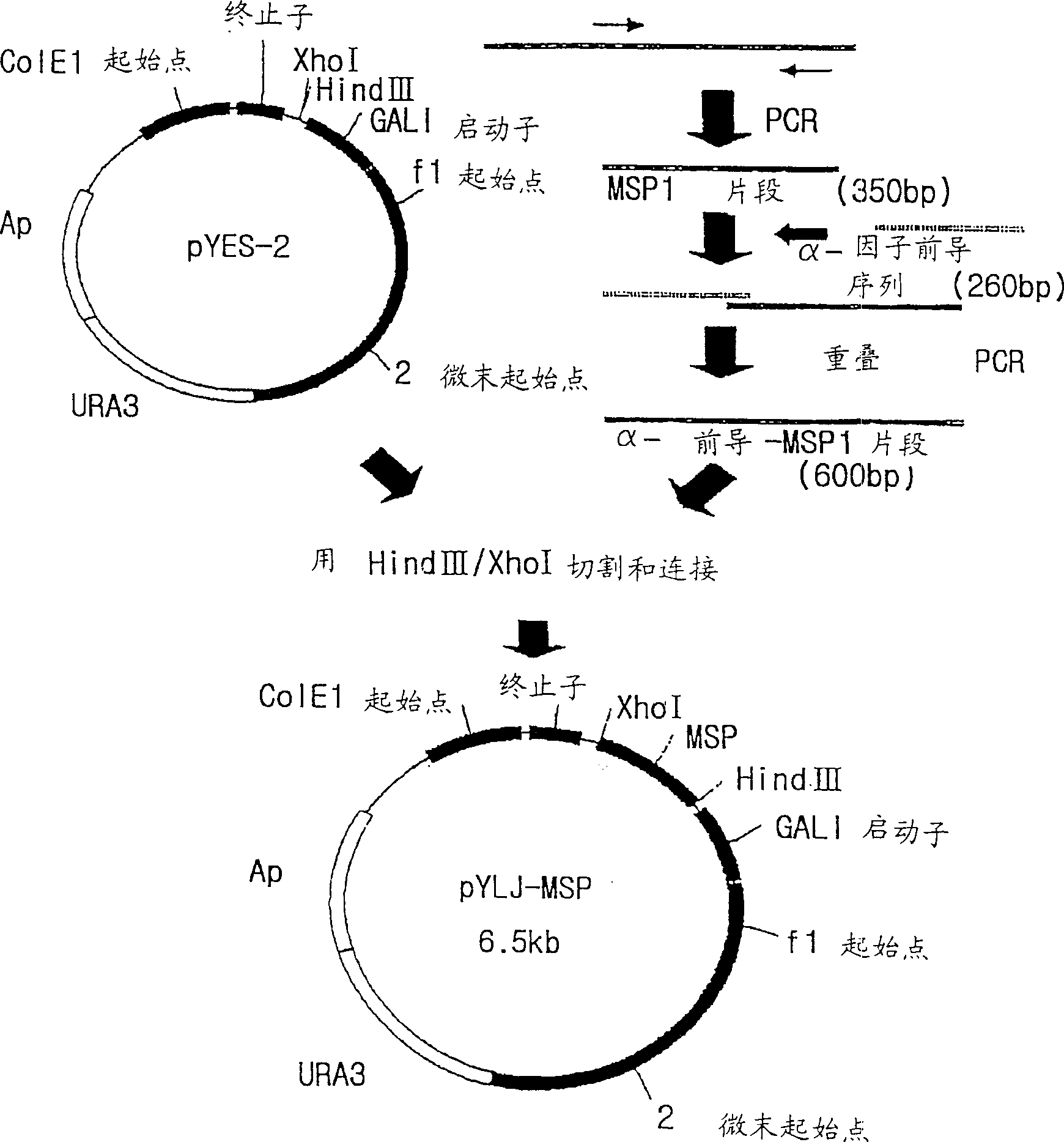 Immunoassay and diagnostic reagent for malaria