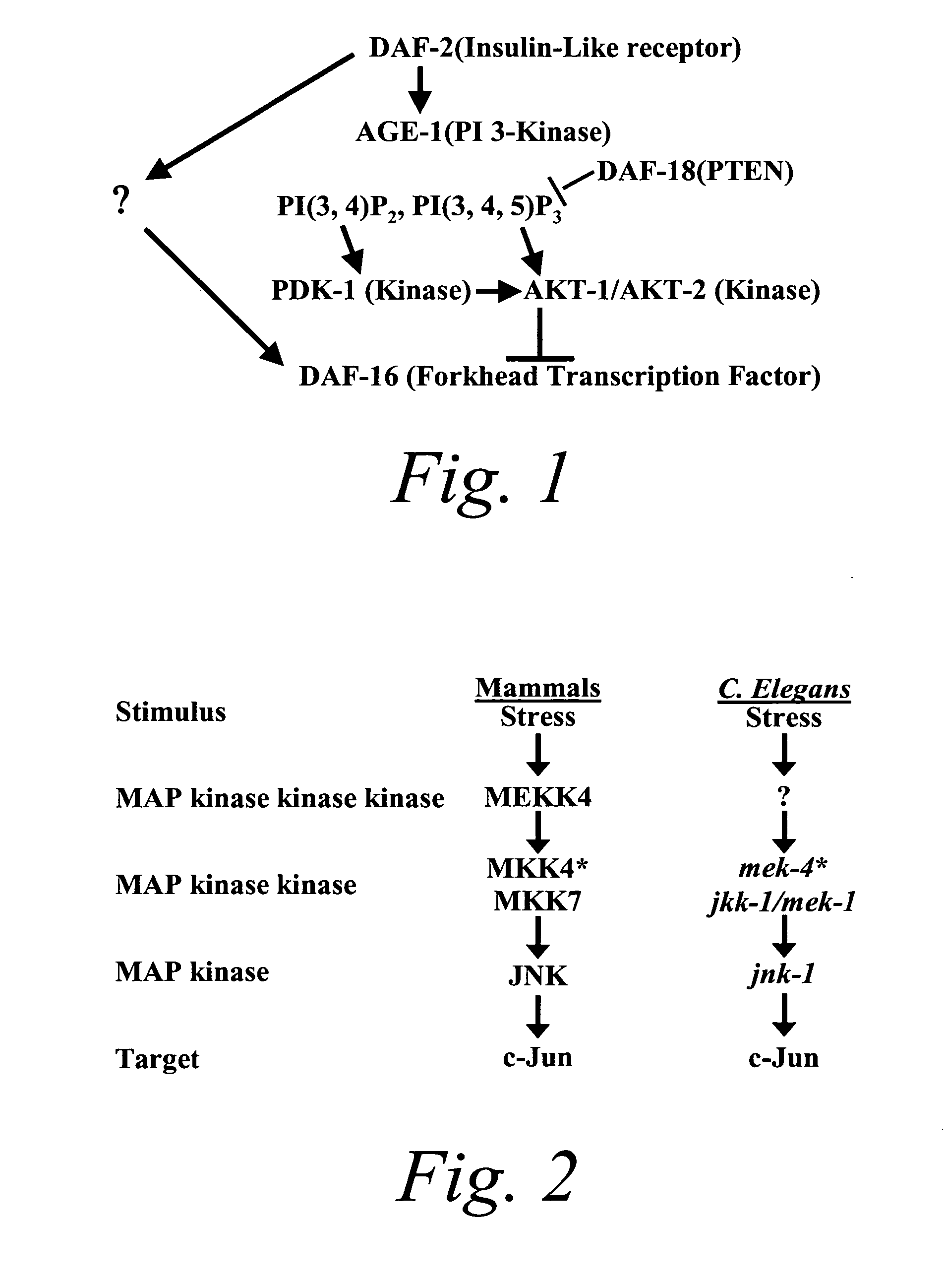 Methods of identifying longevity modulators and therapeutic methods of use thereof