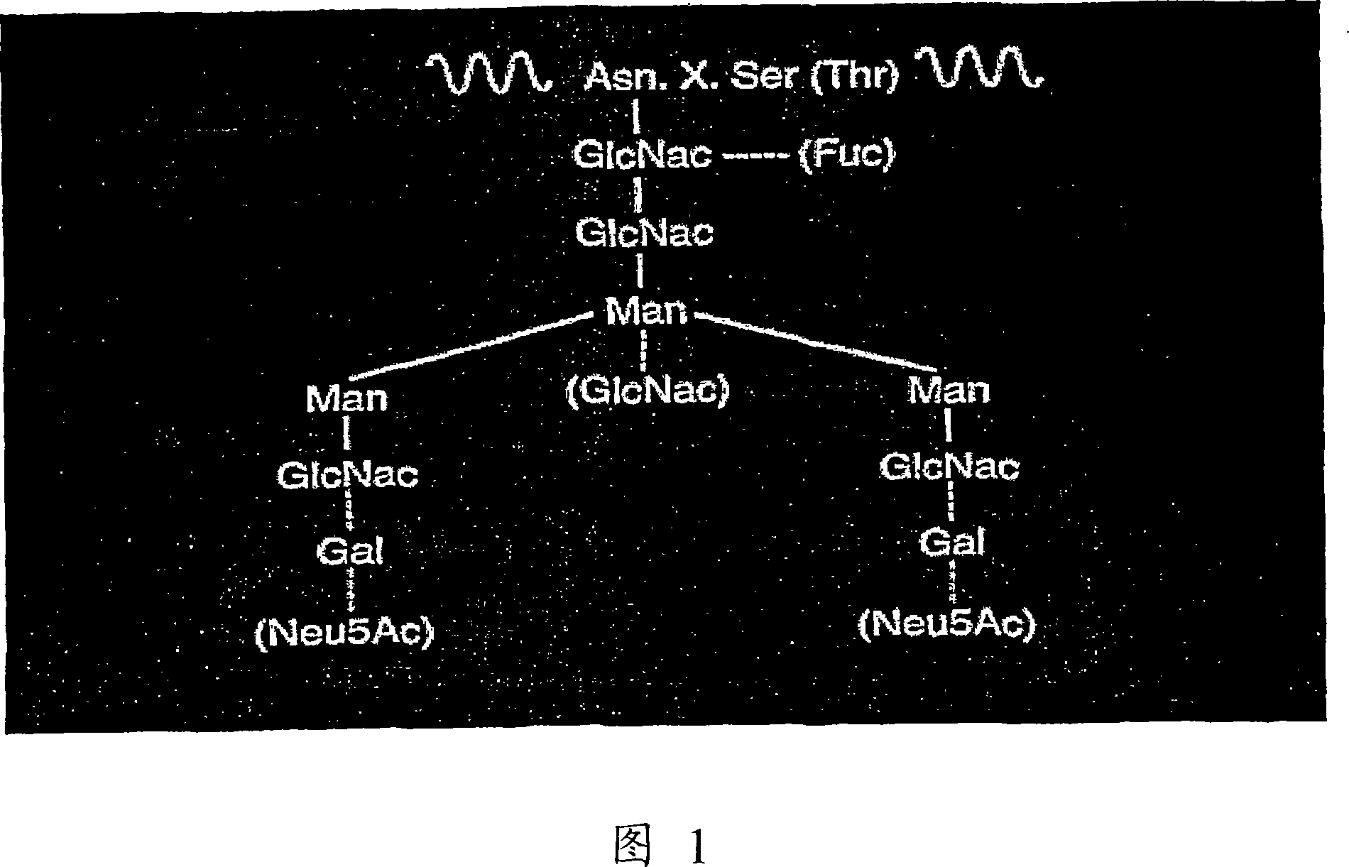 Method of producing antibodies with modified fucosylation level