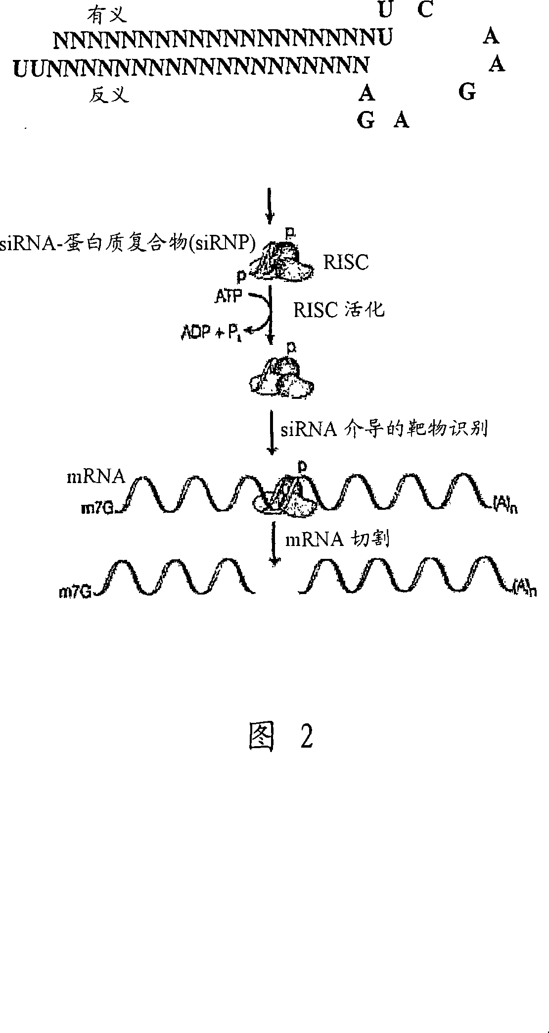 Method of producing antibodies with modified fucosylation level