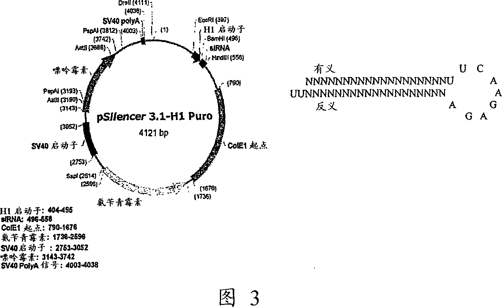 Method of producing antibodies with modified fucosylation level