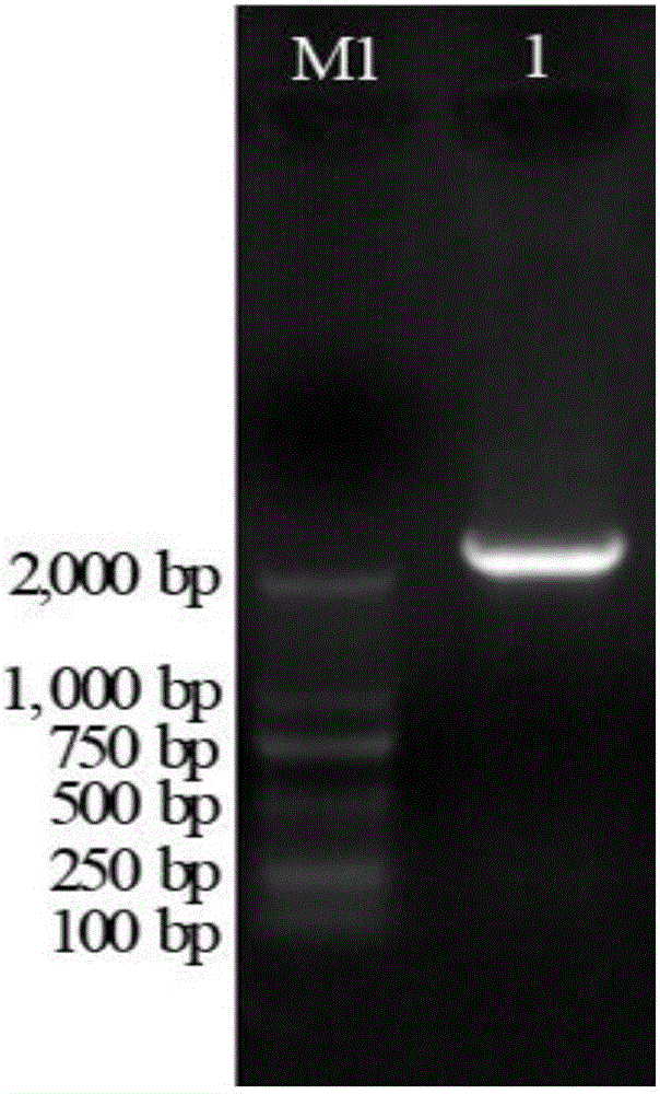 Gene capable of improving quality of plant fruit amylopectin, encoding product and application of gene