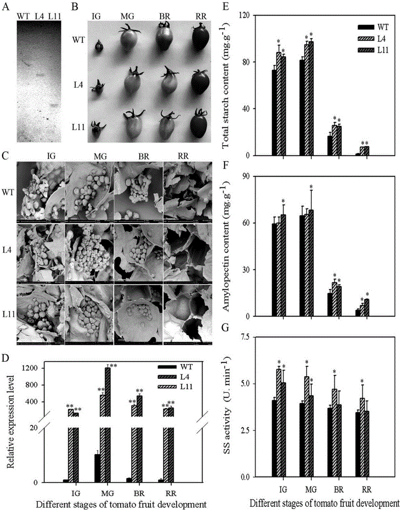 Gene capable of improving quality of plant fruit amylopectin, encoding product and application of gene