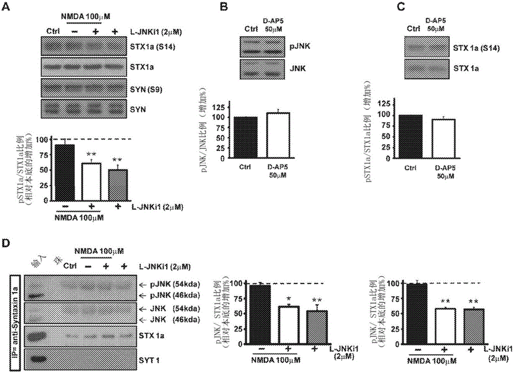 Cell-permeable peptide system for treating diseases caused by glutamate excitotoxicity