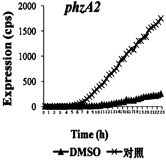 Application of dimethyl sulfoxide to bacterial infection control