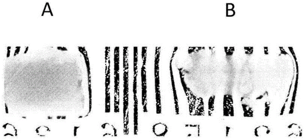 Method for rendering tissue transparent, reagent for rendering tissue transparent, and tissue observation method