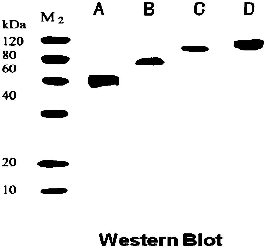 Anti-rat CD3 recombinant immunotoxin as well as preparation method and application thereof