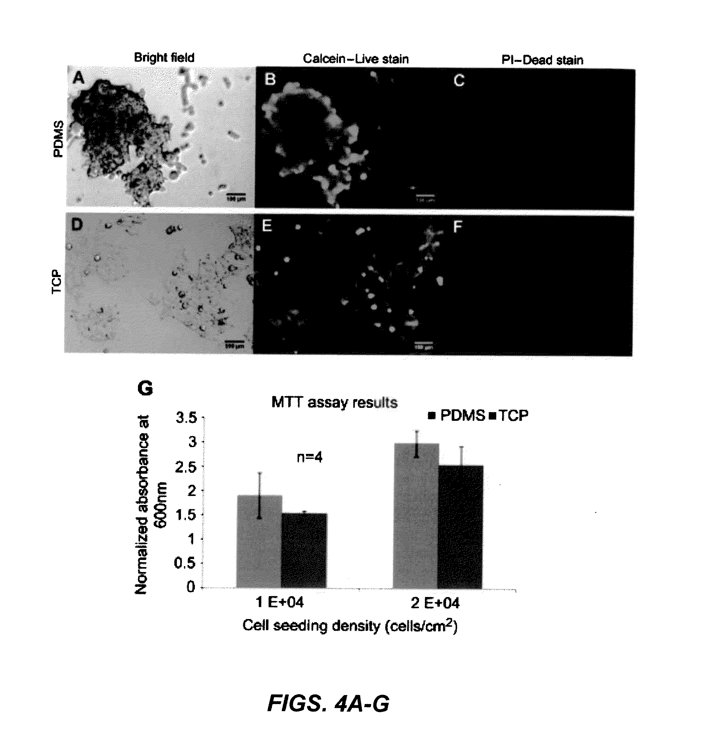 In vitro assays for enriching and determining the clonogenic potential of stem cells