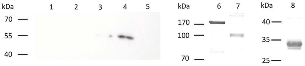 Novel coronavirus S protein receptor binding domain fusion protein containing oligomerization structural domain and application of novel coronavirus S protein receptor binding domain fusion protein