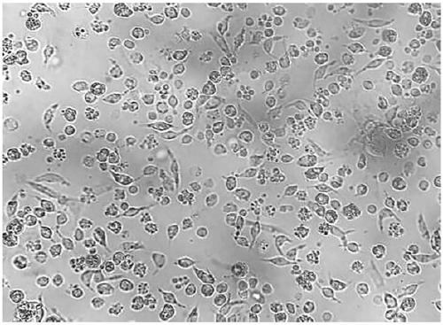 Chinese mitten crab blood cell culture medium and culturing method