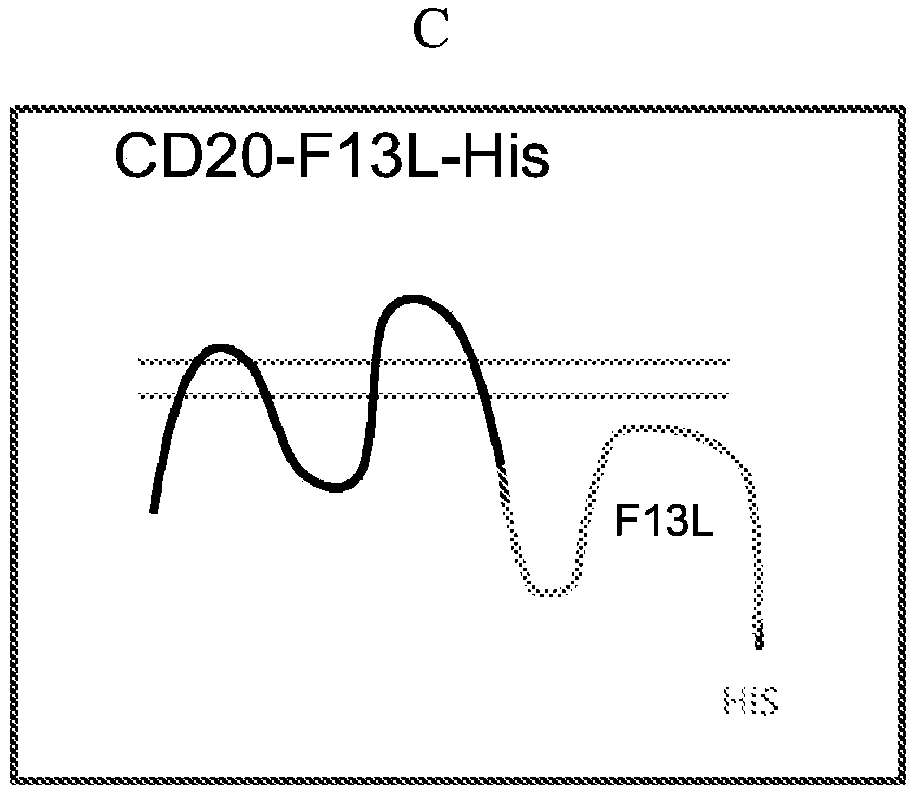 Integral membrane protein display on poxvirus extracellular enveloped virions