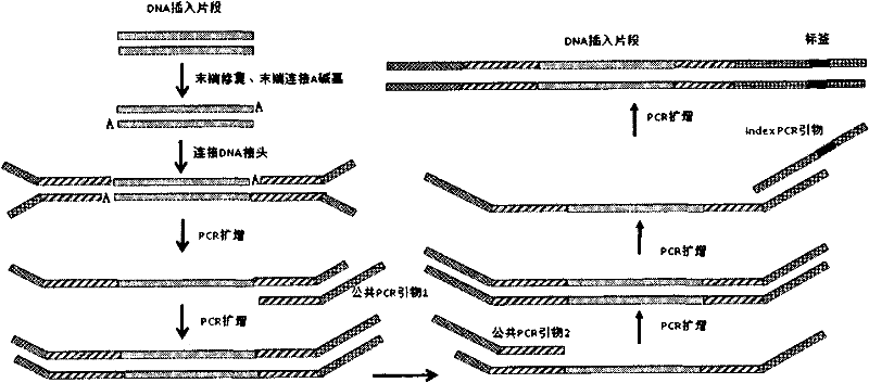 DNA index library building method based on high throughput sequencing