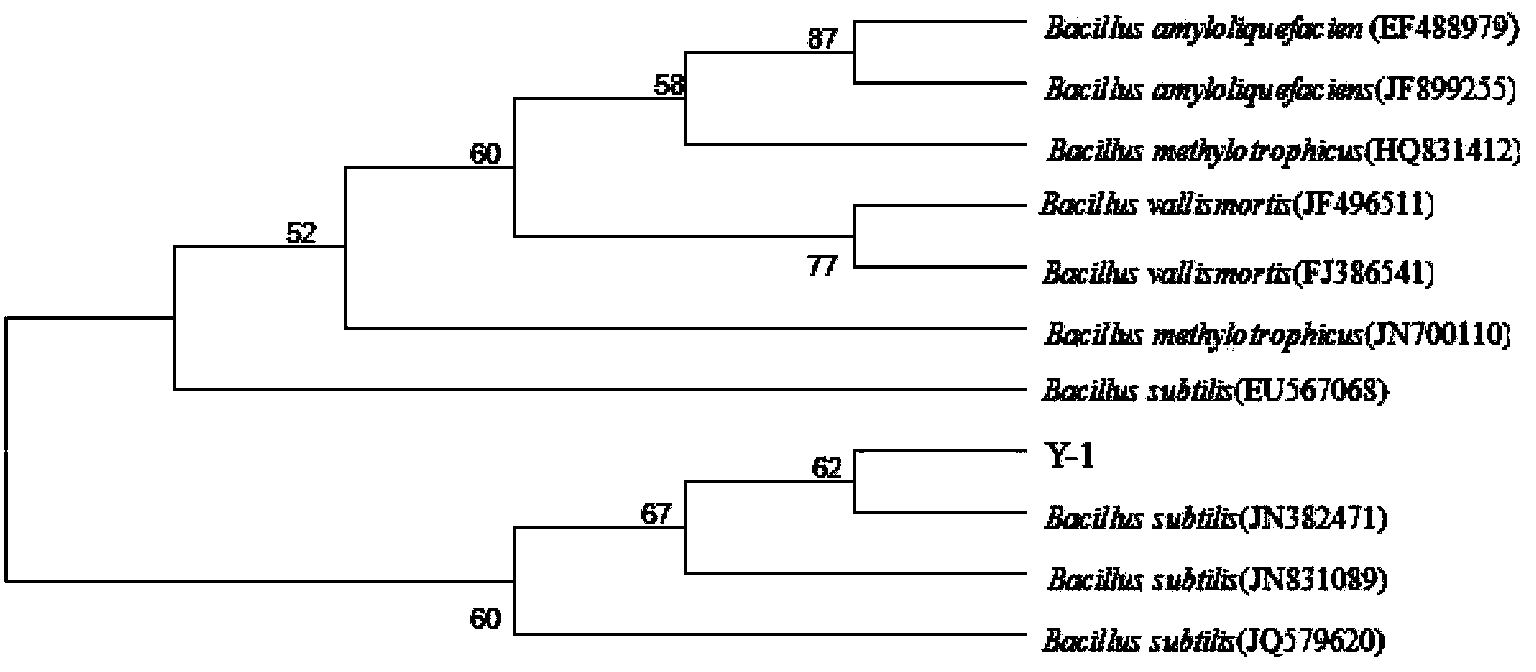 Bacillus subtilis and preparation and application of microbial inoculum thereof