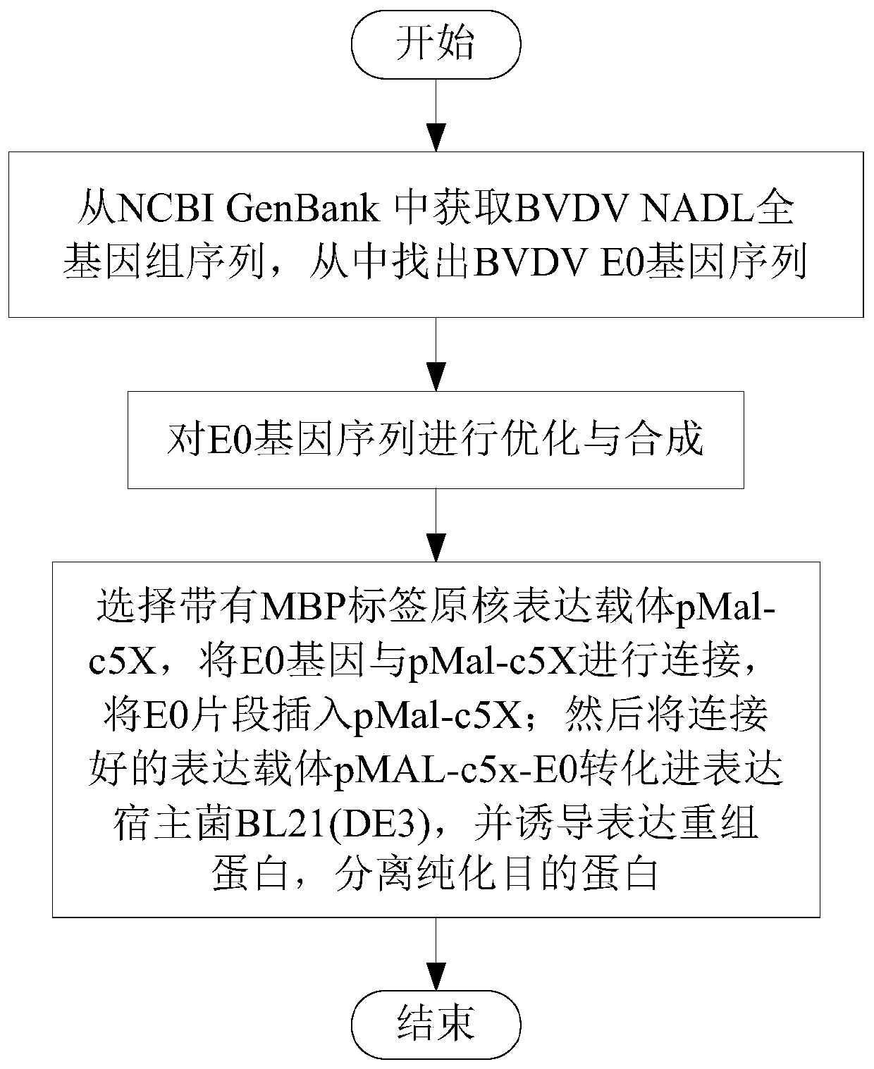 Bovine viral diarrhea virus E0 protein amino acid and preparation method thereof