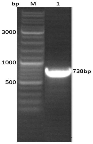 Bovine viral diarrhea virus E0 protein amino acid and preparation method thereof