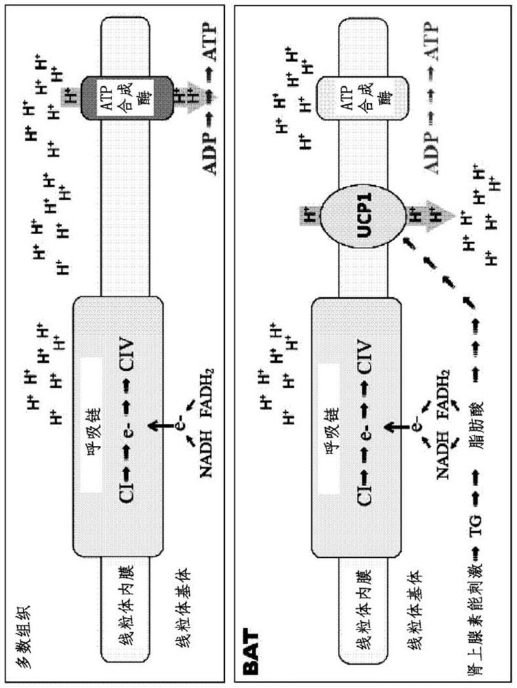 Targeted delivery of therapeutic agents to human adipocytes