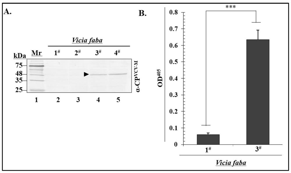 Broad bean latent virus M double-antibody sandwich enzyme-linked immunoassay kit and preparation and detection methods thereof