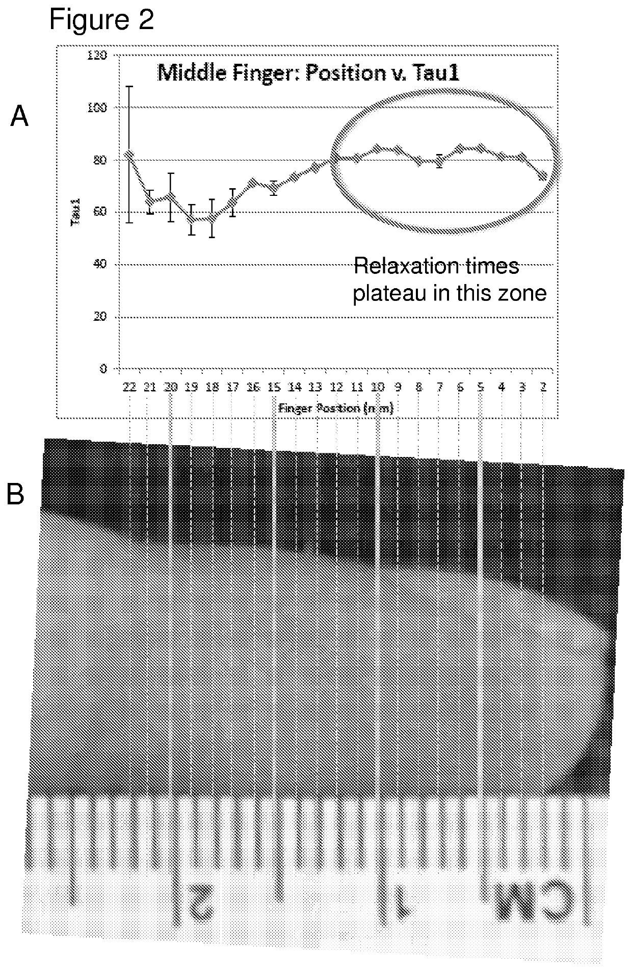 NMR sensor and methods for rapid, non-invasive determination of hydration state or vascular volume of a subject