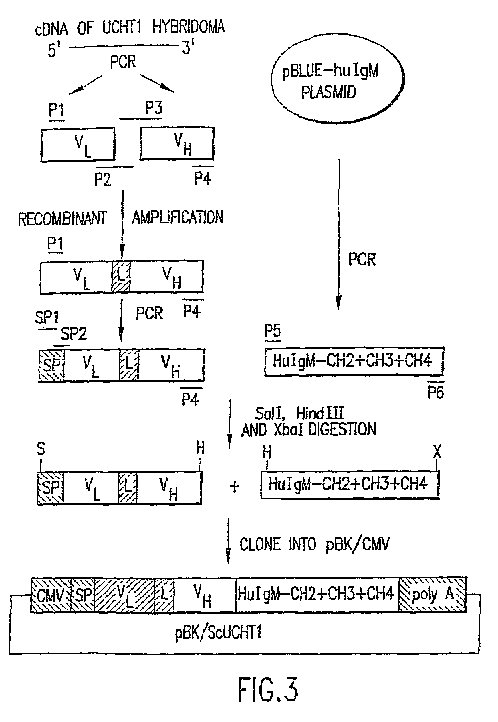 Immunotoxin fusion proteins and means for expression thereof